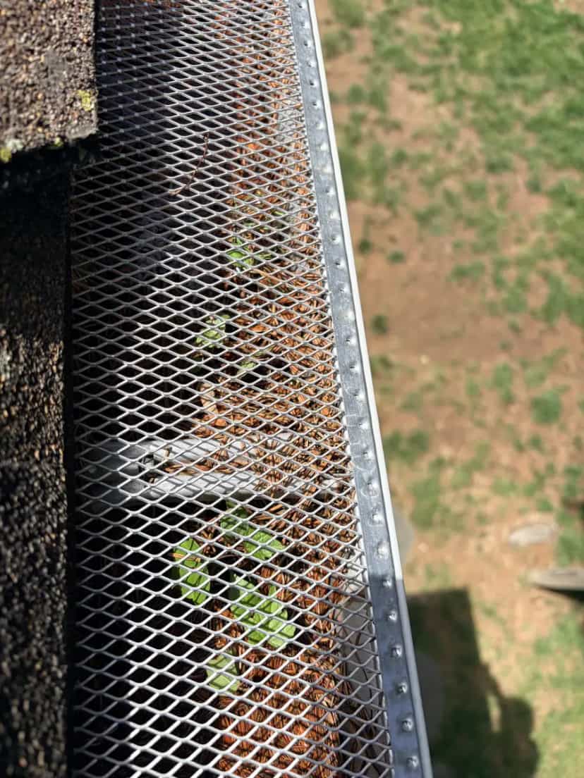 Pine needles packed under a metal mesh gutter guard with green plants growing through it