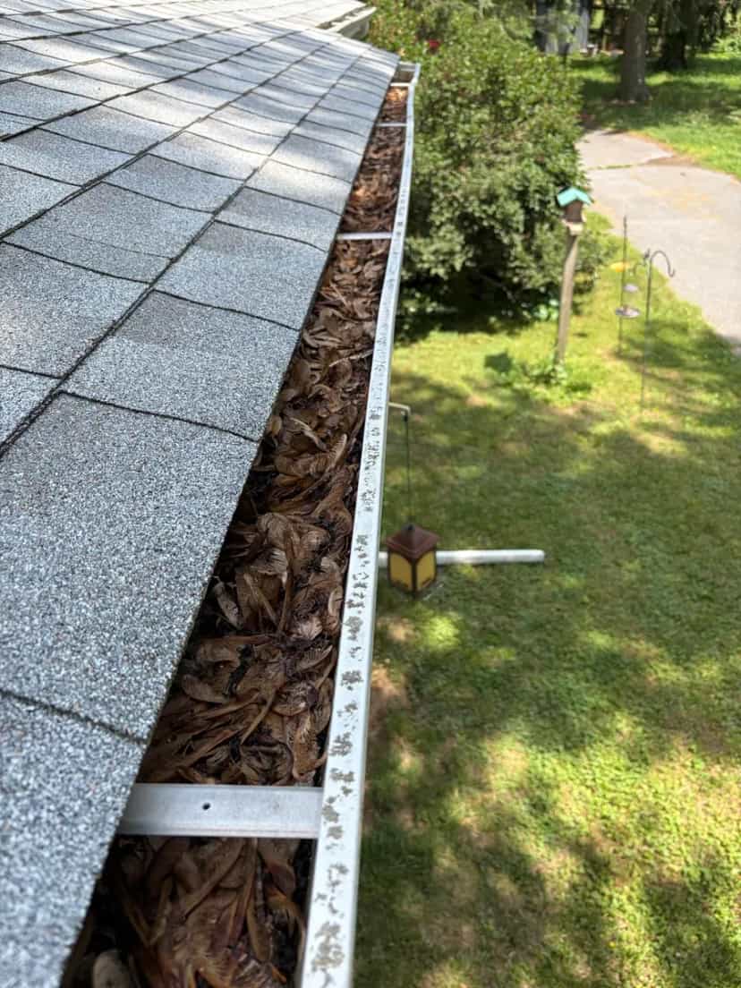 Gutter packed with maple seeds and leaves along a grey shingle roof