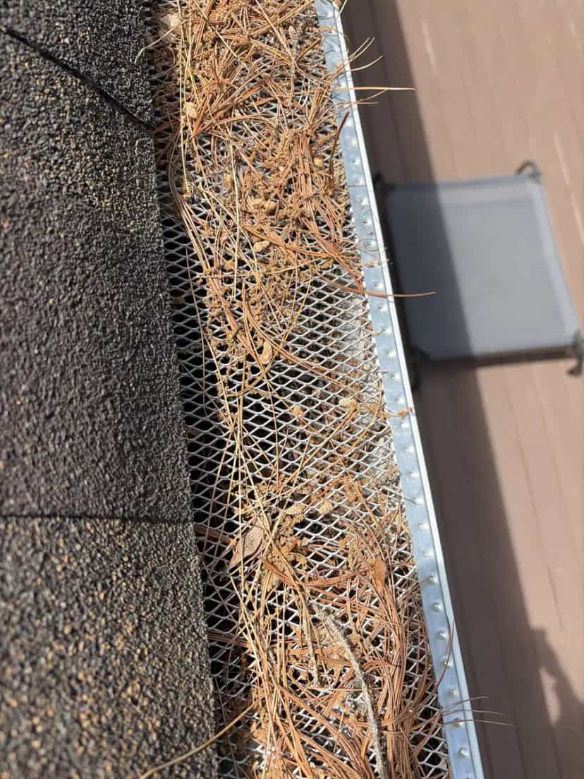 Metal mesh gutter guard covered in matted pine needles and seed debris along a shingle roof edge