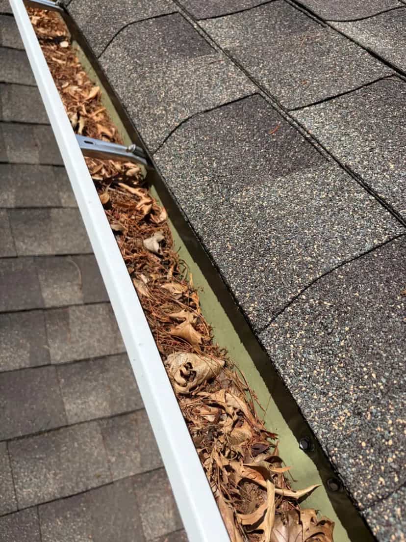 Gutter stuffed with dry leaves and pine needles in bright sun
