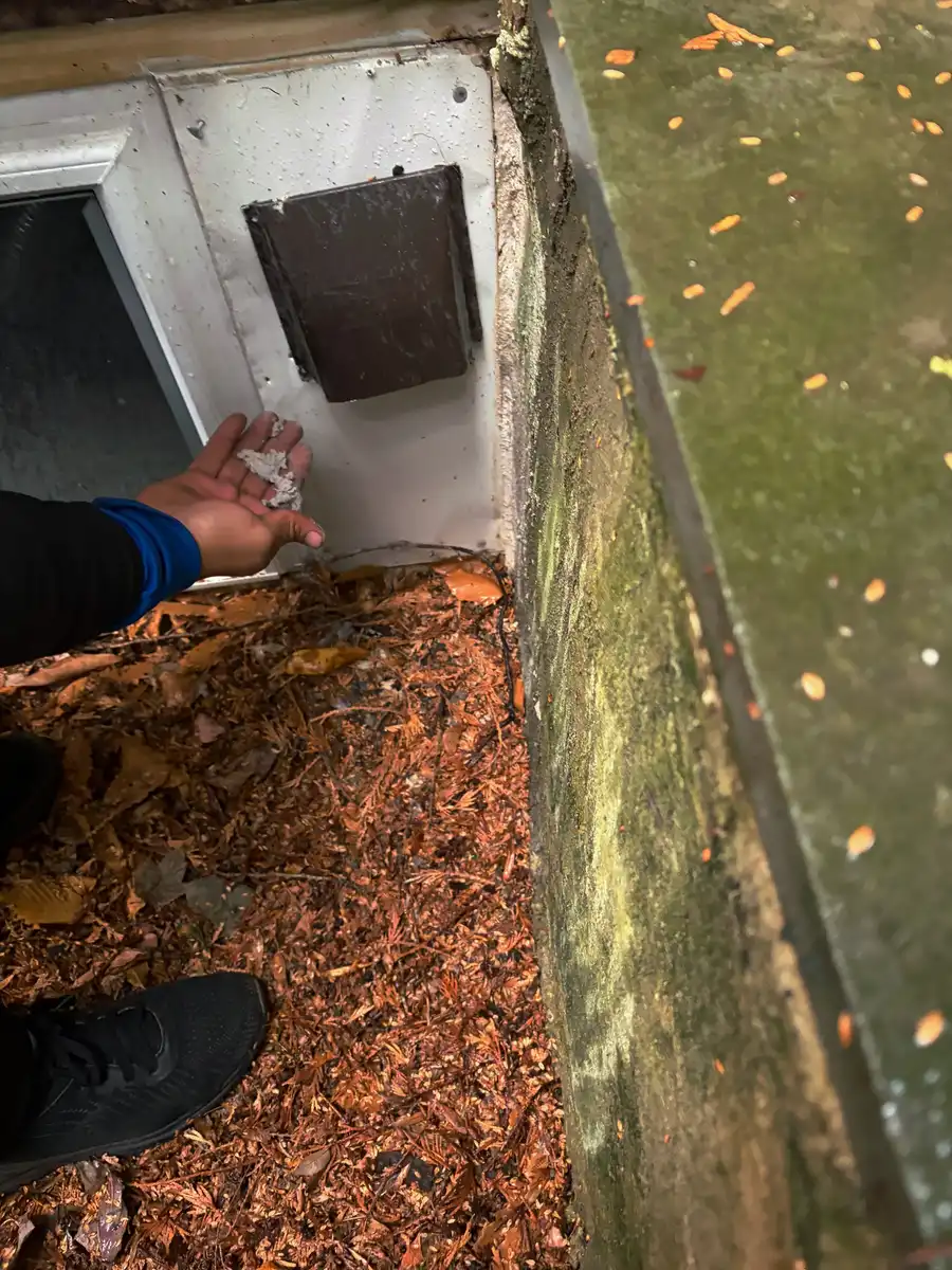 Hand scooping a handful of wet leaves from a gutter over a pile of fallen leaves