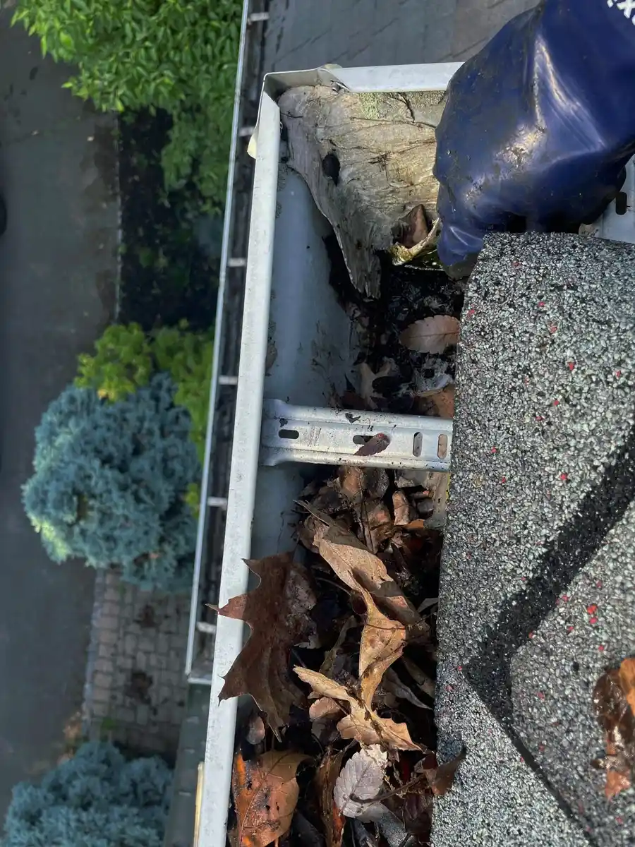 Gloved hand reaching into a gutter full of wet leaves beside blue-green shrubs